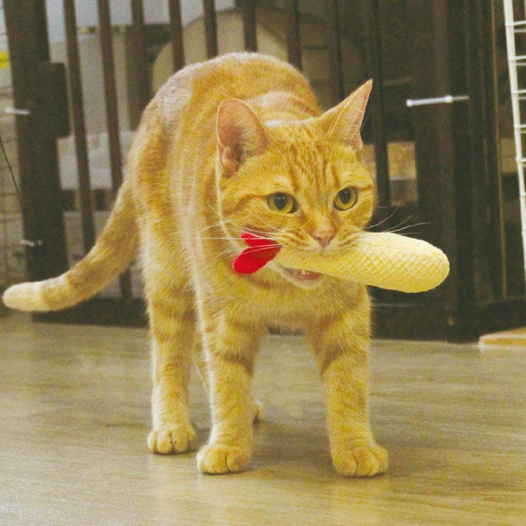 Đồ Chơi Sạch Răng CattyMan Cho Mèo, Hình Dưa Lưới & Tôm Chiên