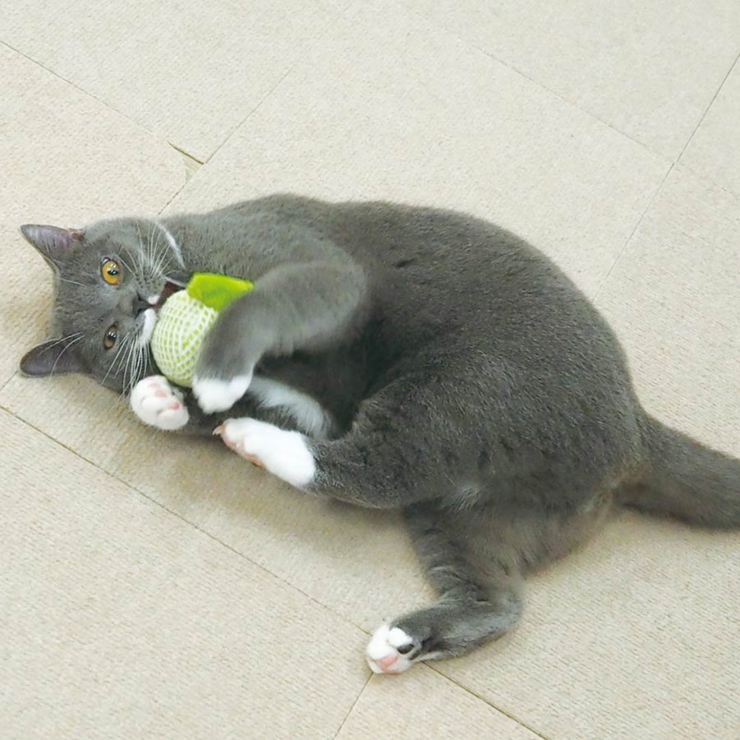 Đồ Chơi Sạch Răng CattyMan Cho Mèo, Hình Dưa Lưới & Tôm Chiên