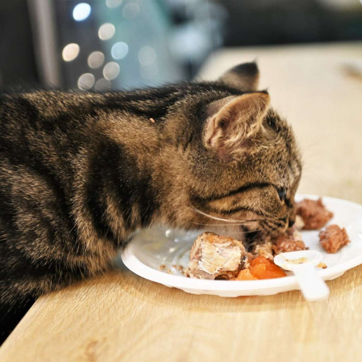 Pate Snappy Tom Real Fish Mèo Lon 400G