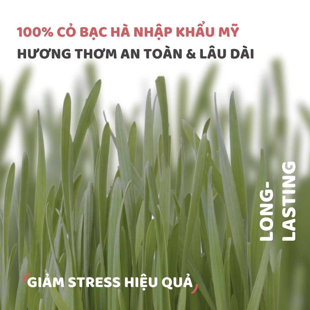 Đồ Chơi Fofos Mèo Chủ Đề Sinh Nhật & Mùa Hè