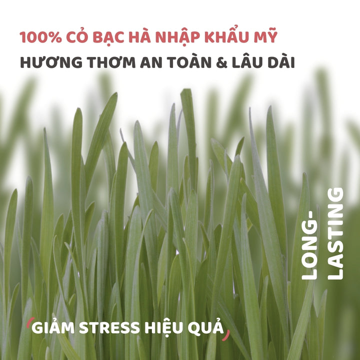 Đồ Chơi Fofos Mèo Chủ Đề Sinh Nhật & Mùa Hè
