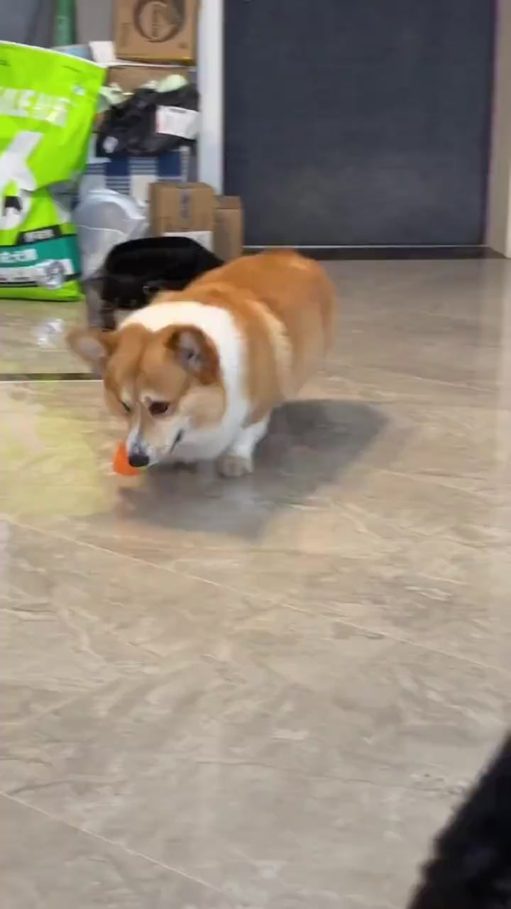 Đồ Chơi Fofos Nhai Gặm Hình Trái Cây Chó