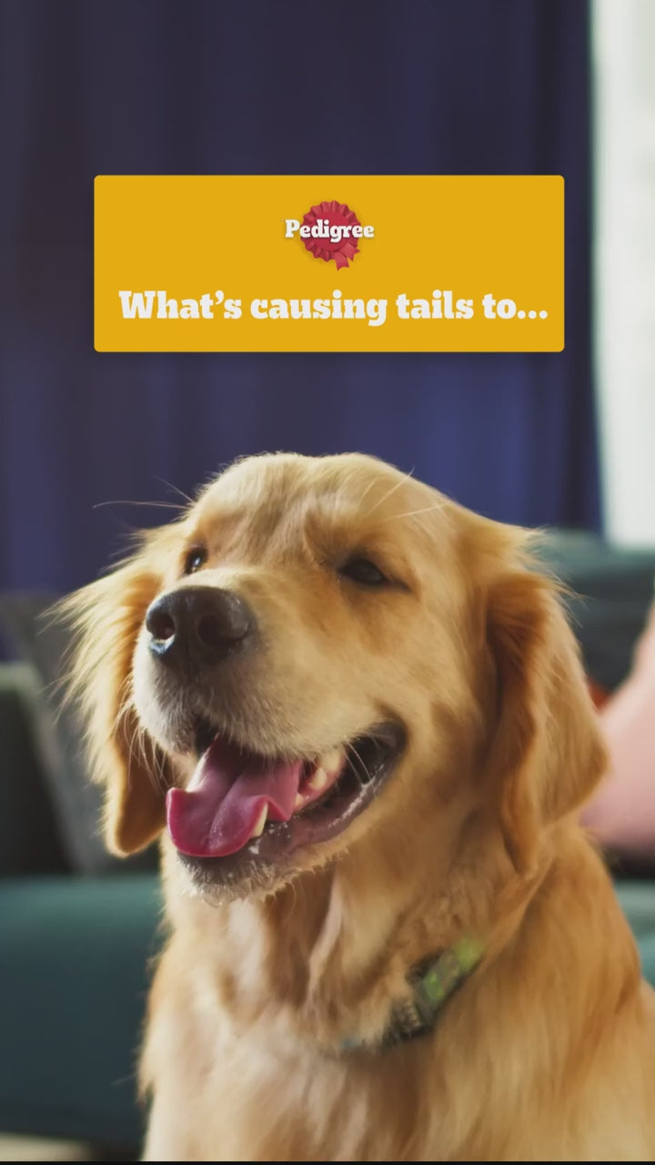 Snack Pedigree Schmackos Chó