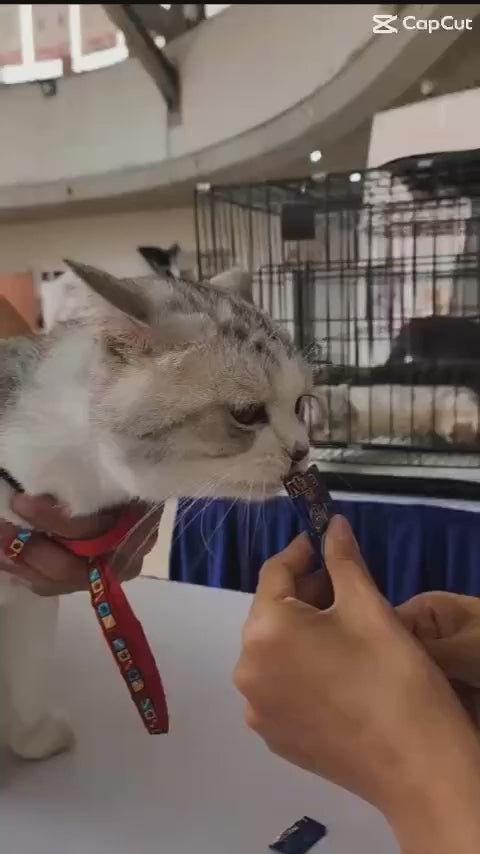 Súp thưởng Nekko Gold cho mèo mọi lứa tuổi, gói gồm 4 tuýp, tuýp 14g | Pet's Warehouse