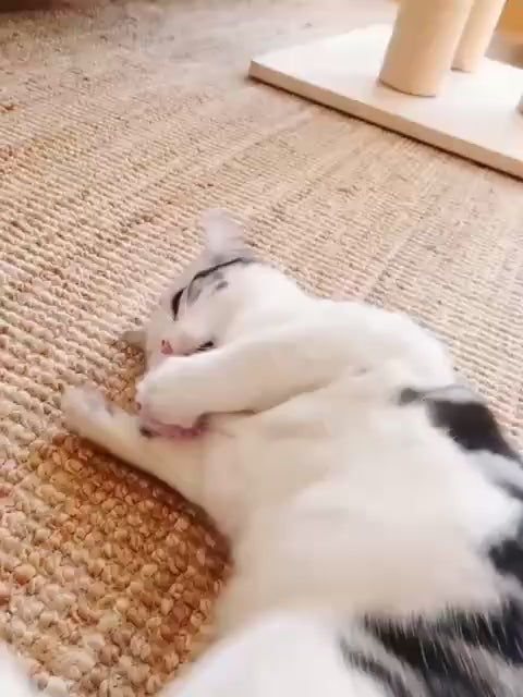 Đồ Chơi Fofos Banh Tròn Nhiều Hình Cho Mèo