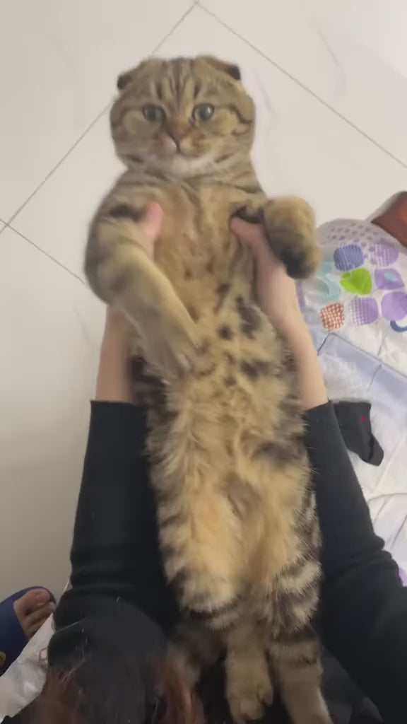 Pate Snappy Tom Real Fish Mèo Lon 400G