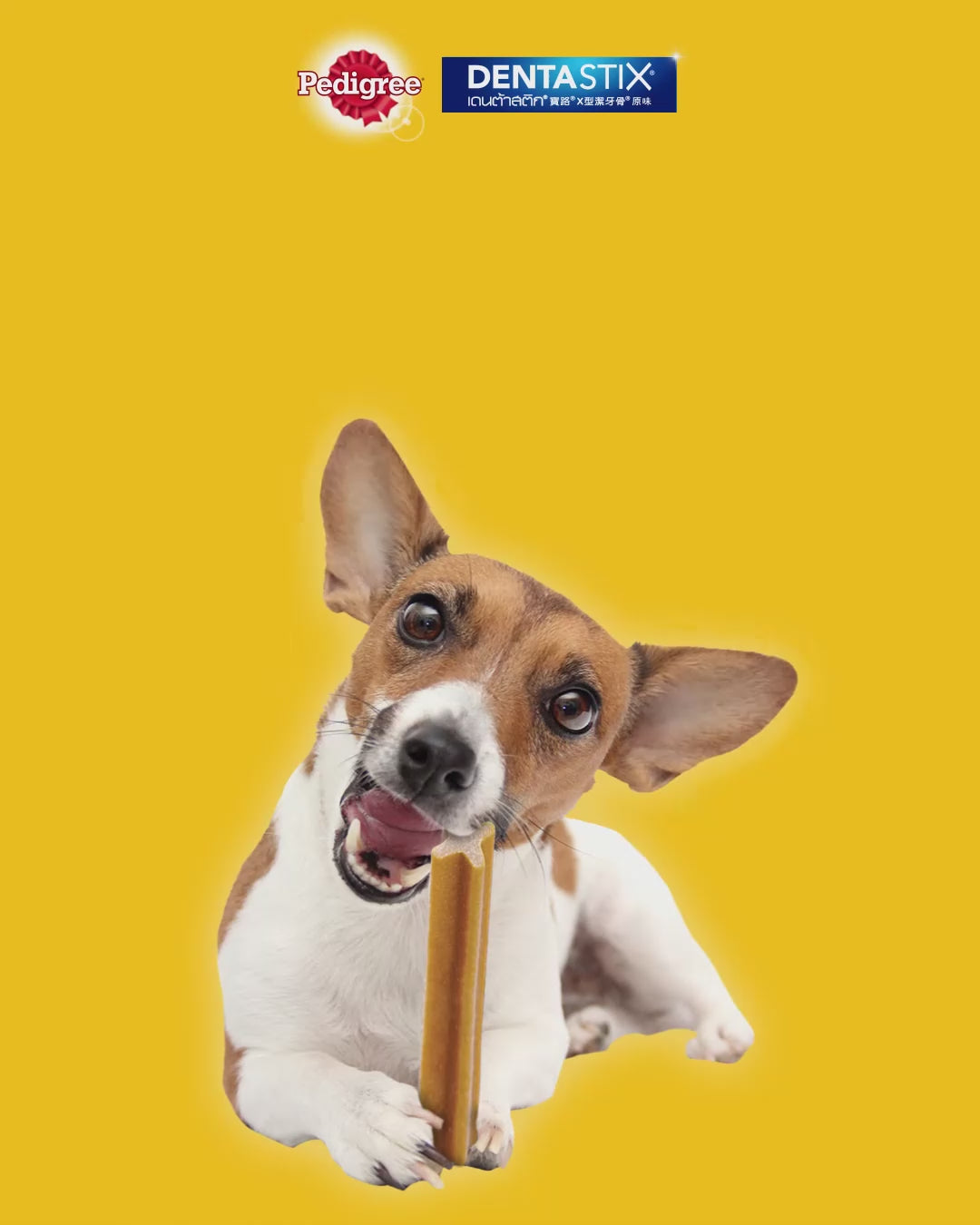 Bánh Xương Pedigree DentaStix Chó Trưởng Thành