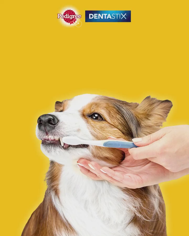 Bánh Xương Pedigree DentaStix Chó