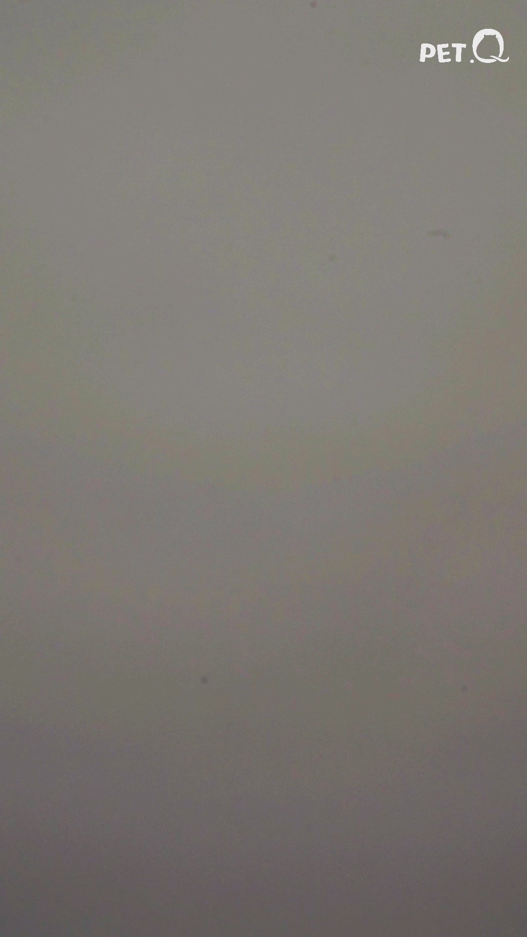 Thức Ăn Hạt Macaron D10, D5 PetQ Cho Mèo 200g