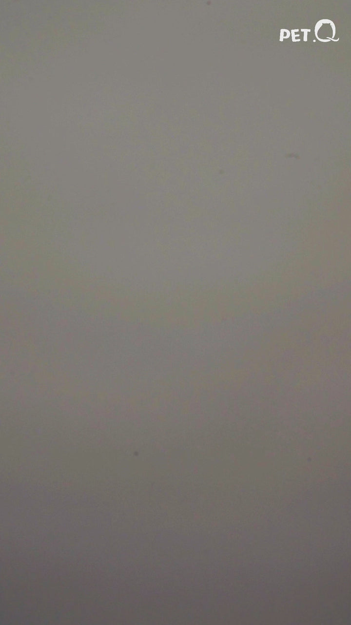 Thức Ăn Hạt Macaron D10, D5 PetQ Cho Mèo 200g