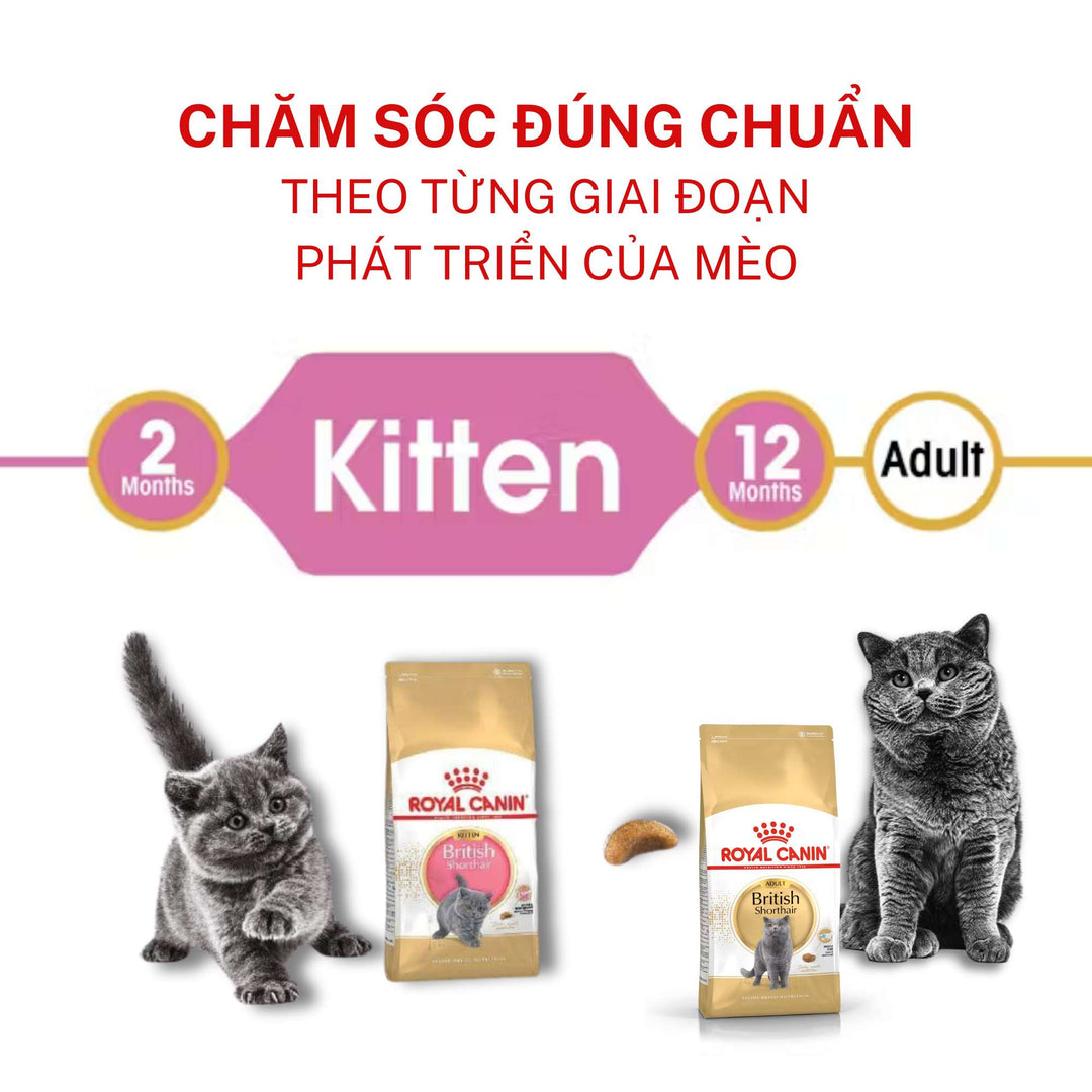 Hạt Cho Mèo Anh Lông Ngắn Royal Canin British Shorthair, Túi 2Kg