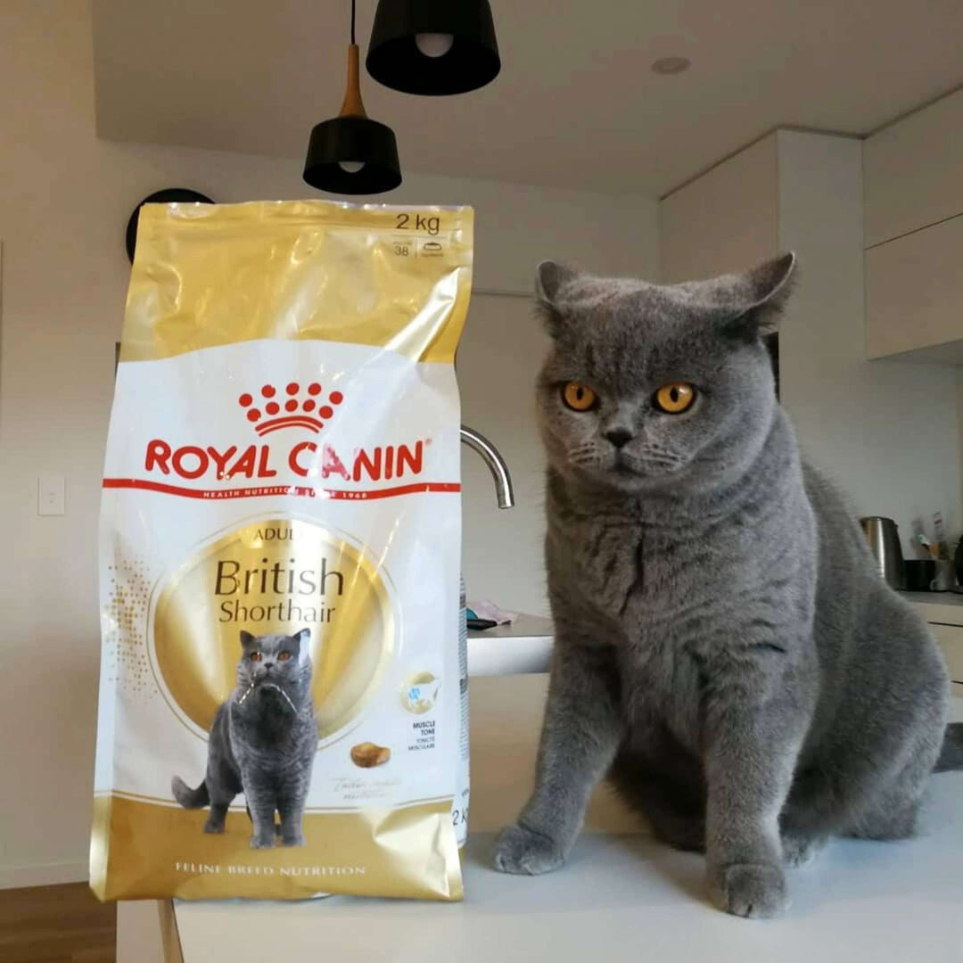 Hạt Cho Mèo Anh Lông Ngắn Royal Canin British Shorthair, Túi 2Kg