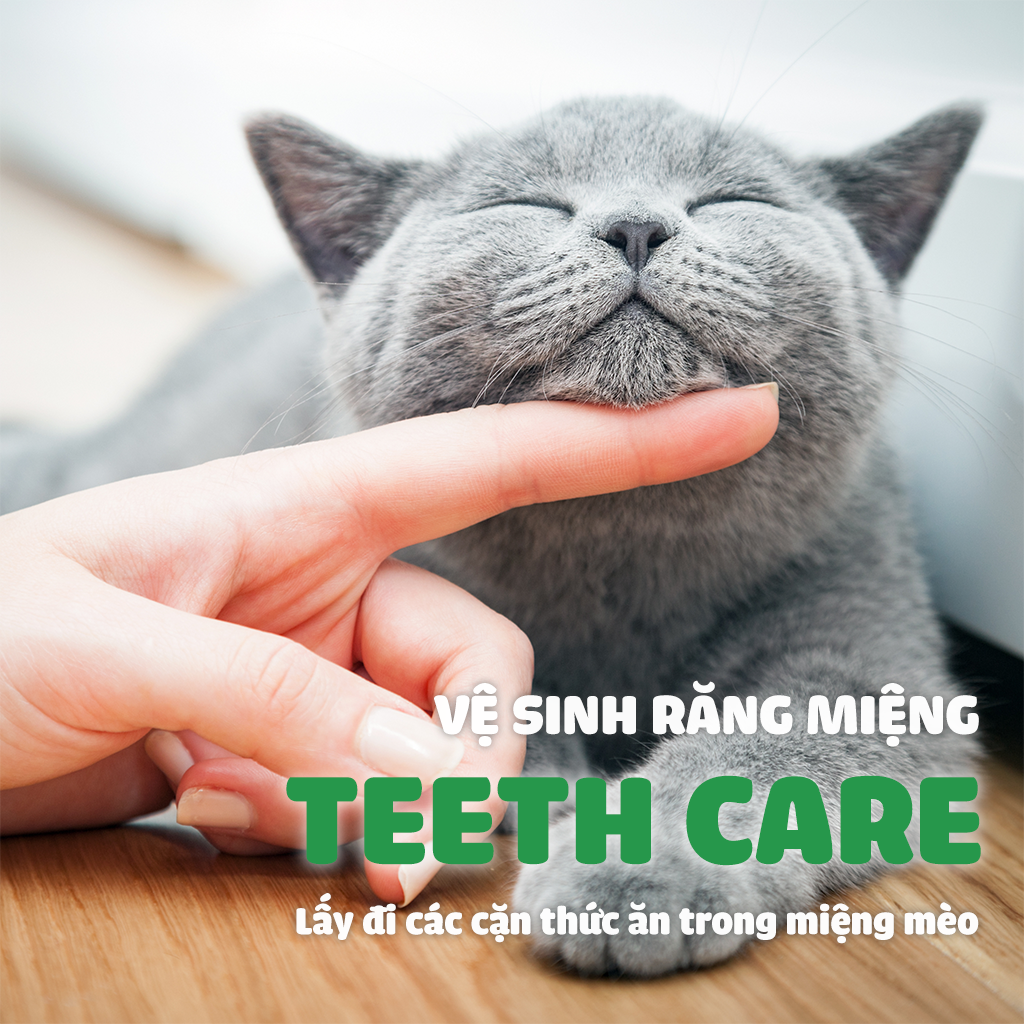 Đồ Chơi Fofos Mèo Chủ Đề Sinh Nhật & Mùa Hè