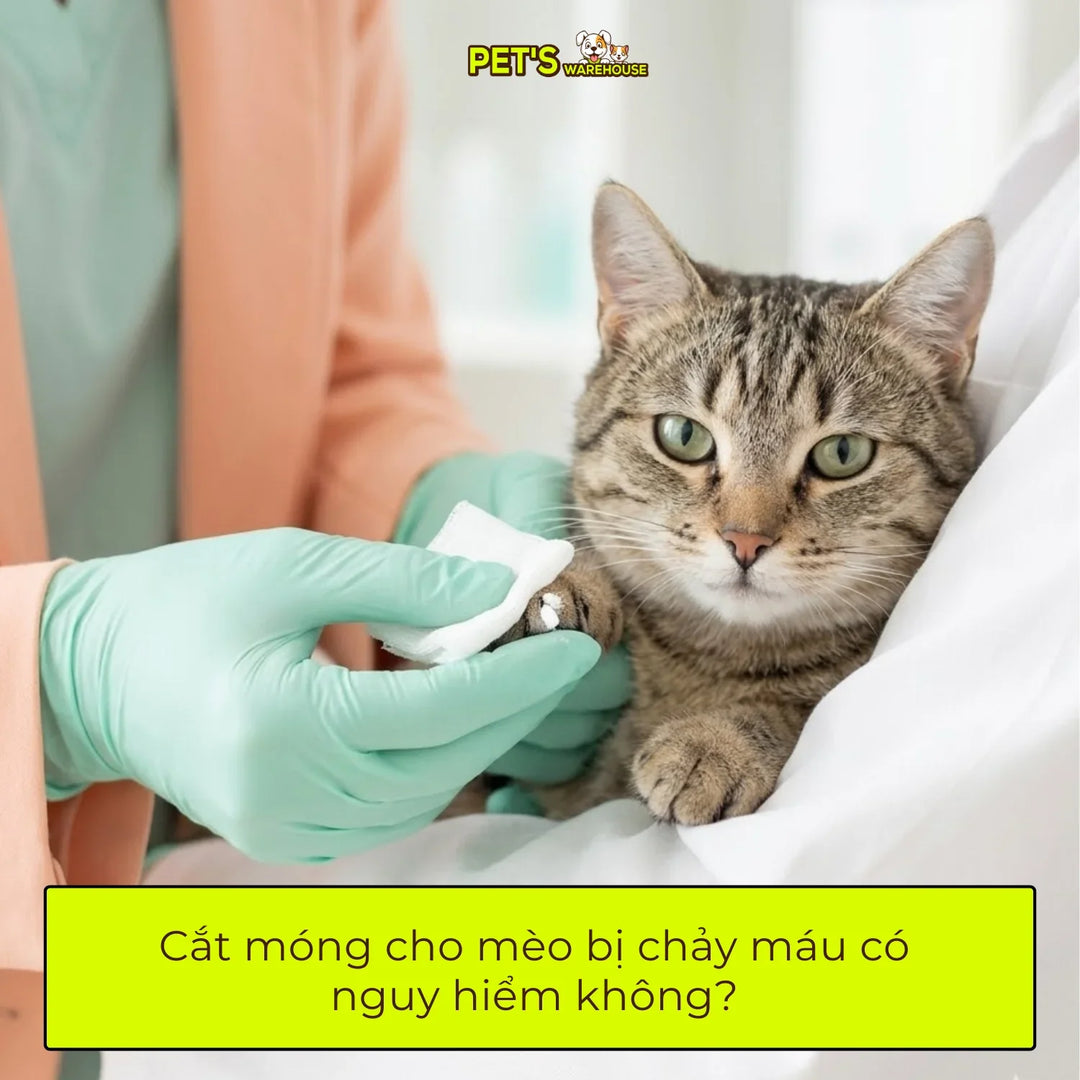 Cắt móng cho mèo bị chảy máu có nguy hiểm không?