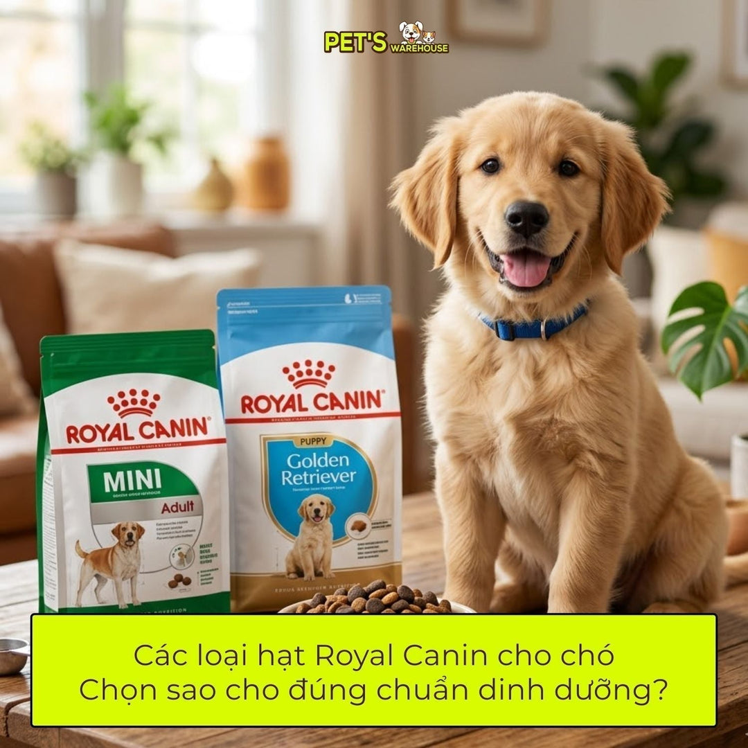 Các loại hạt Royal Canin cho chó: Chọn sao cho đúng chuẩn dinh dưỡng?