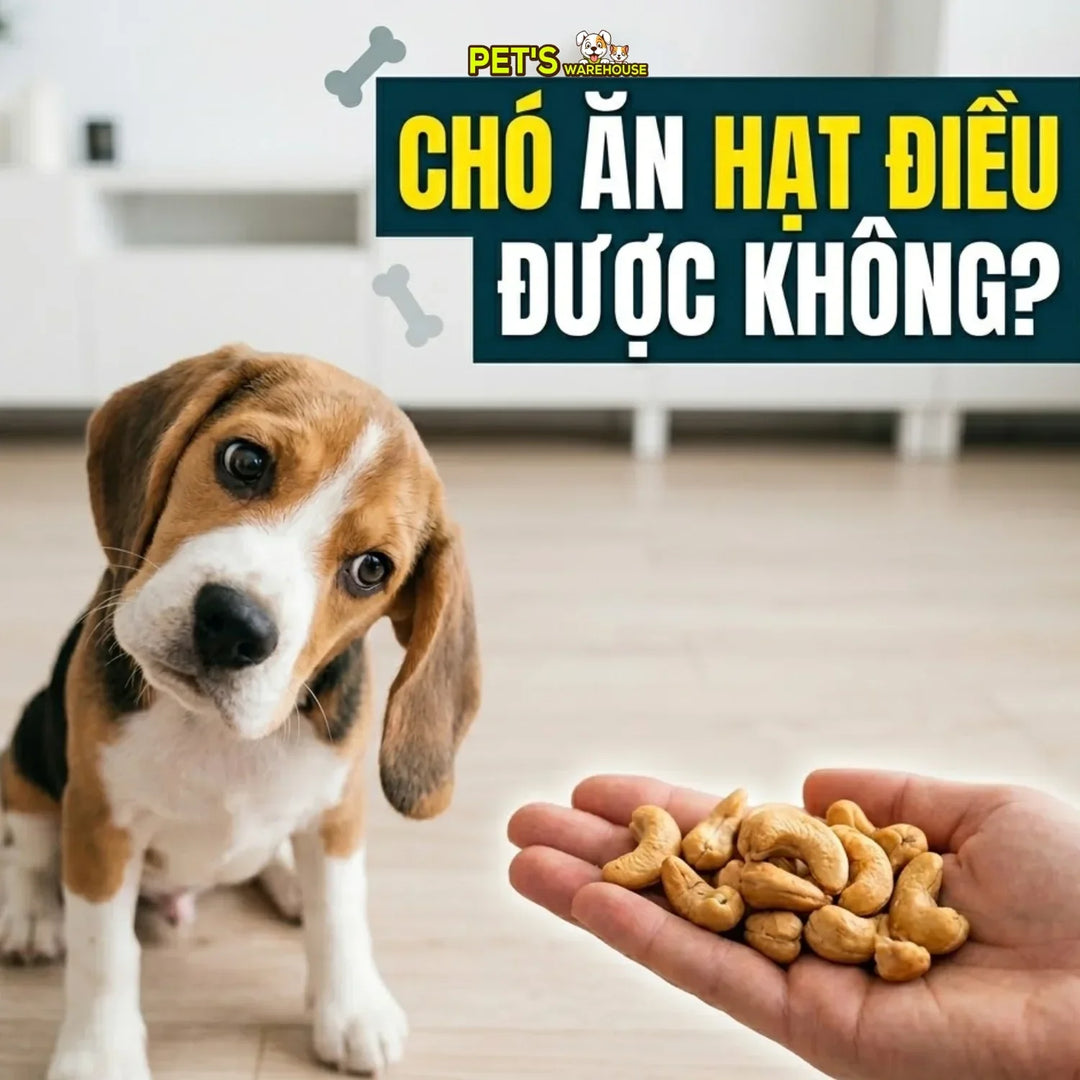 Chó ăn hạt điều được không?