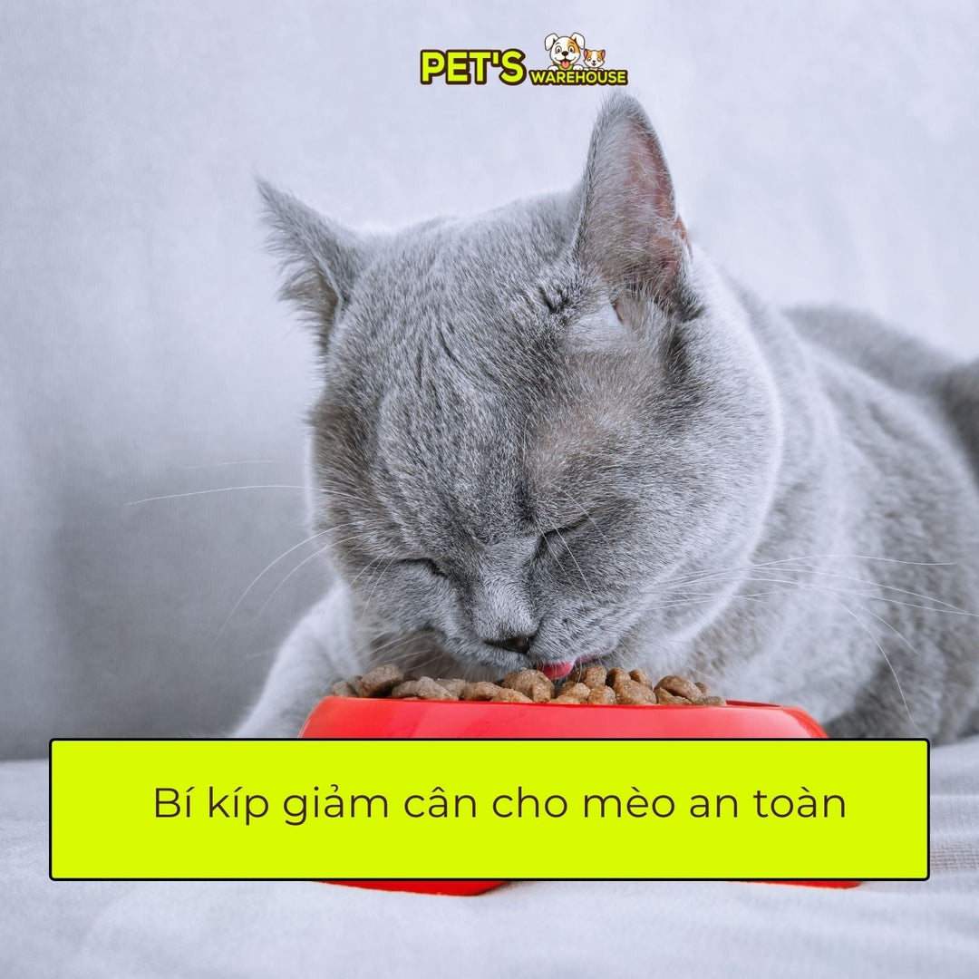 Bí kíp giảm cân cho mèo an toàn