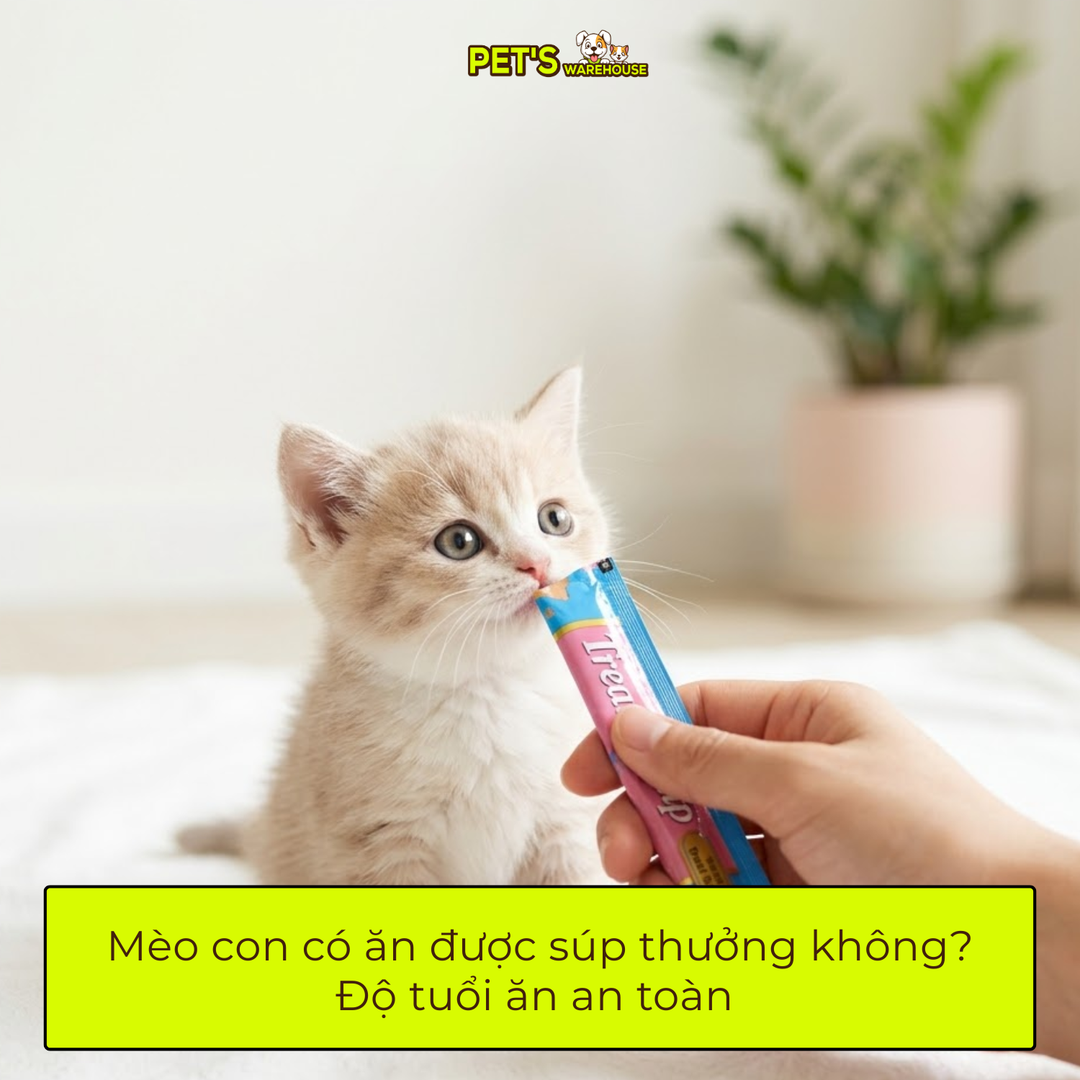Mèo con có ăn được súp thưởng không? Độ tuổi ăn an toàn
