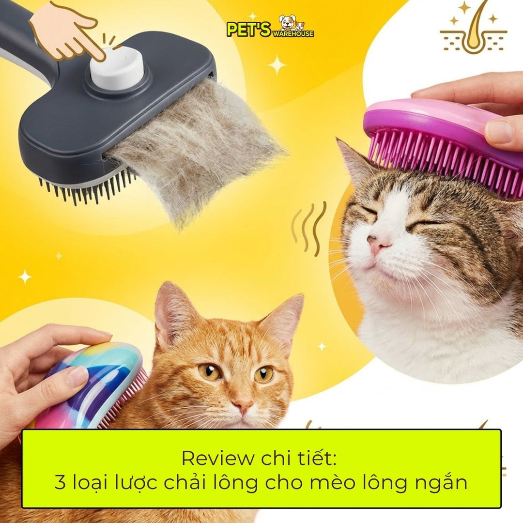 Review chi tiết: 3 loại lược chải lông cho mèo lông ngắn