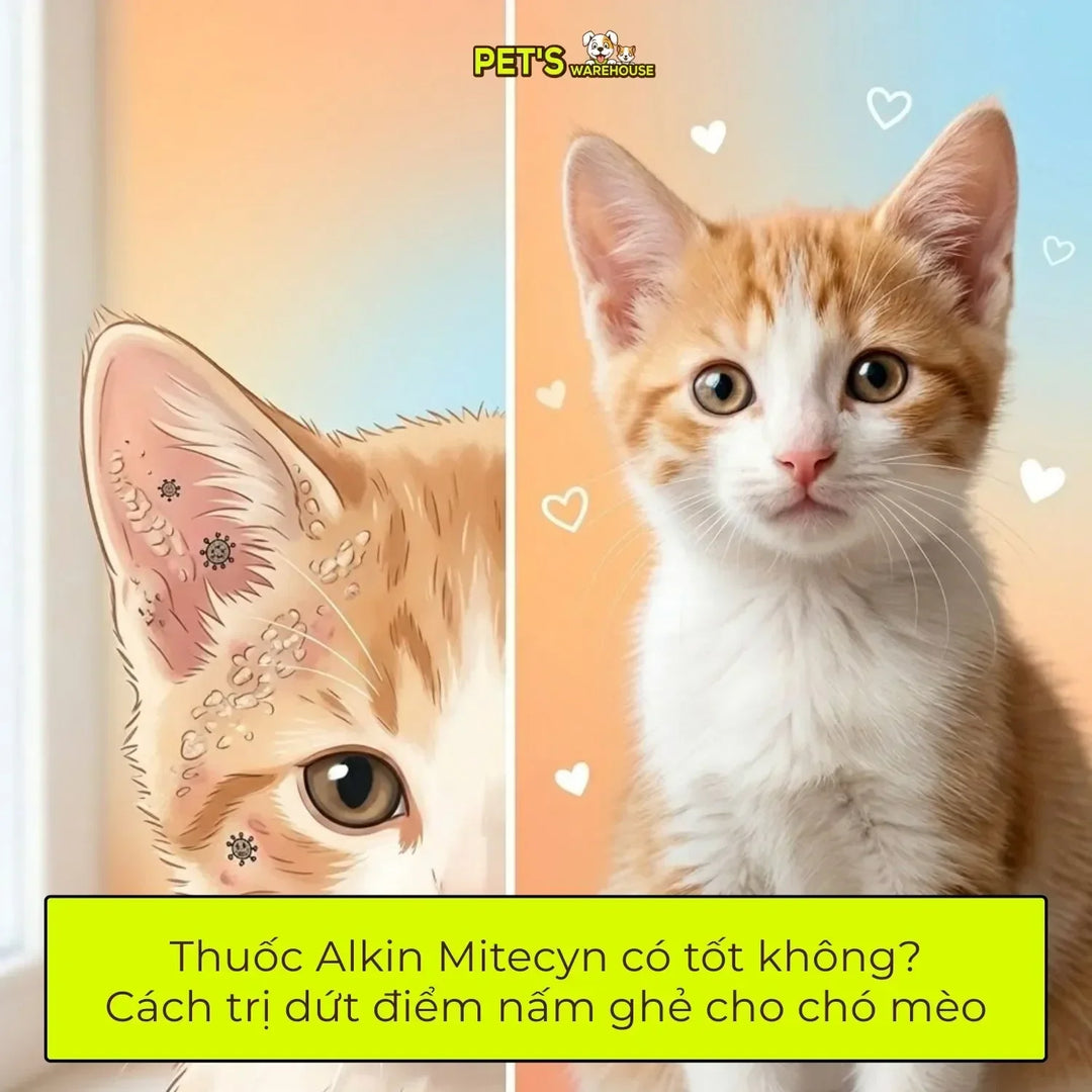 Thuốc Alkin Mitecyn có tốt không? Cách trị dứt điểm nấm ghẻ cho chó mèo