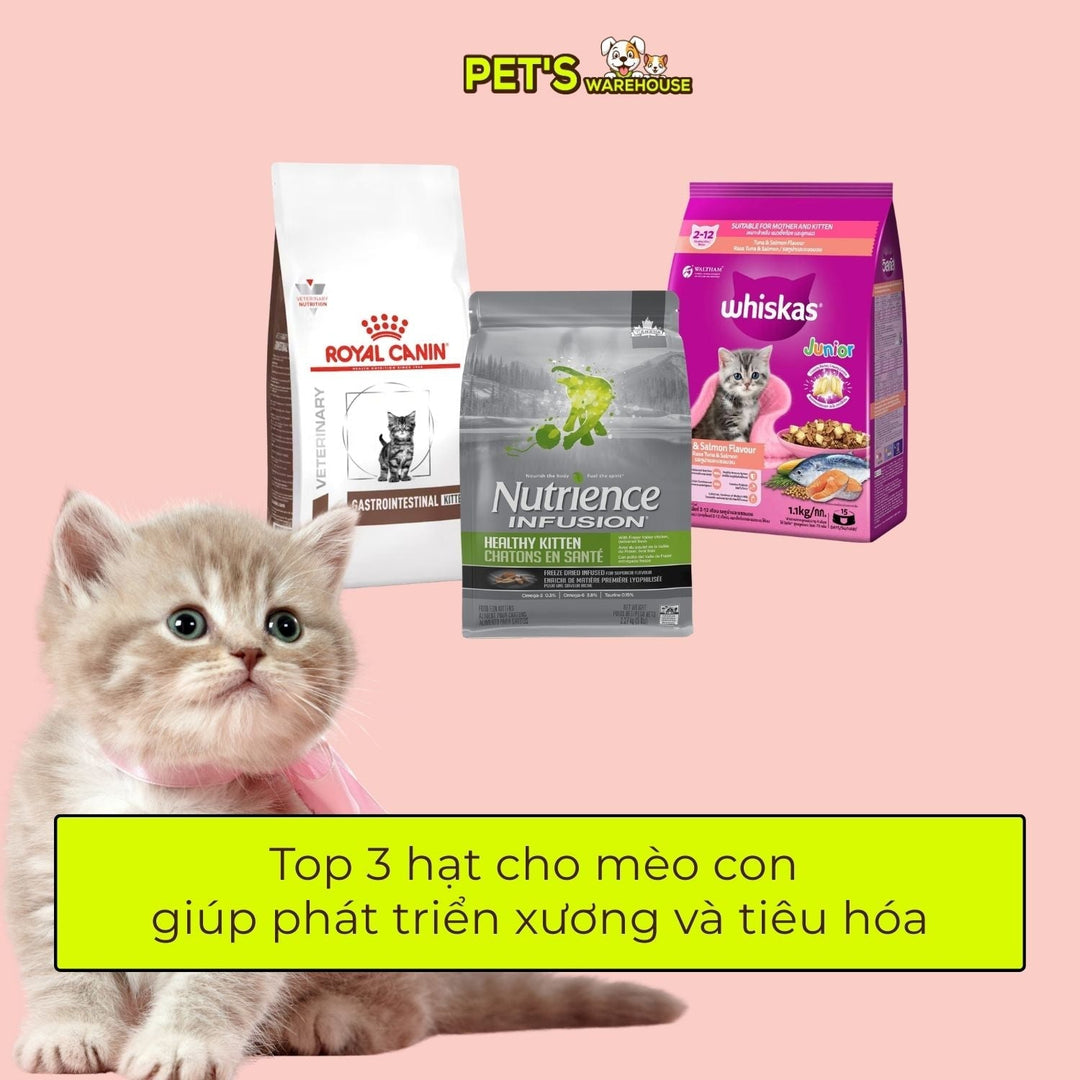 Top 3 hạt cho mèo con giúp phát triển xương và tiêu hóa