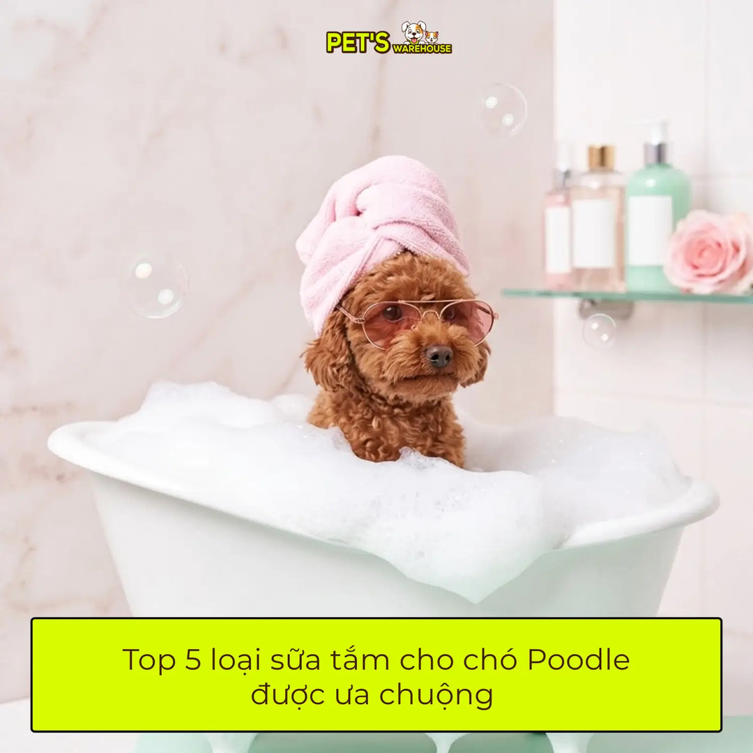 Top 5 loại sữa tắm cho chó Poodle được ưa chuộng