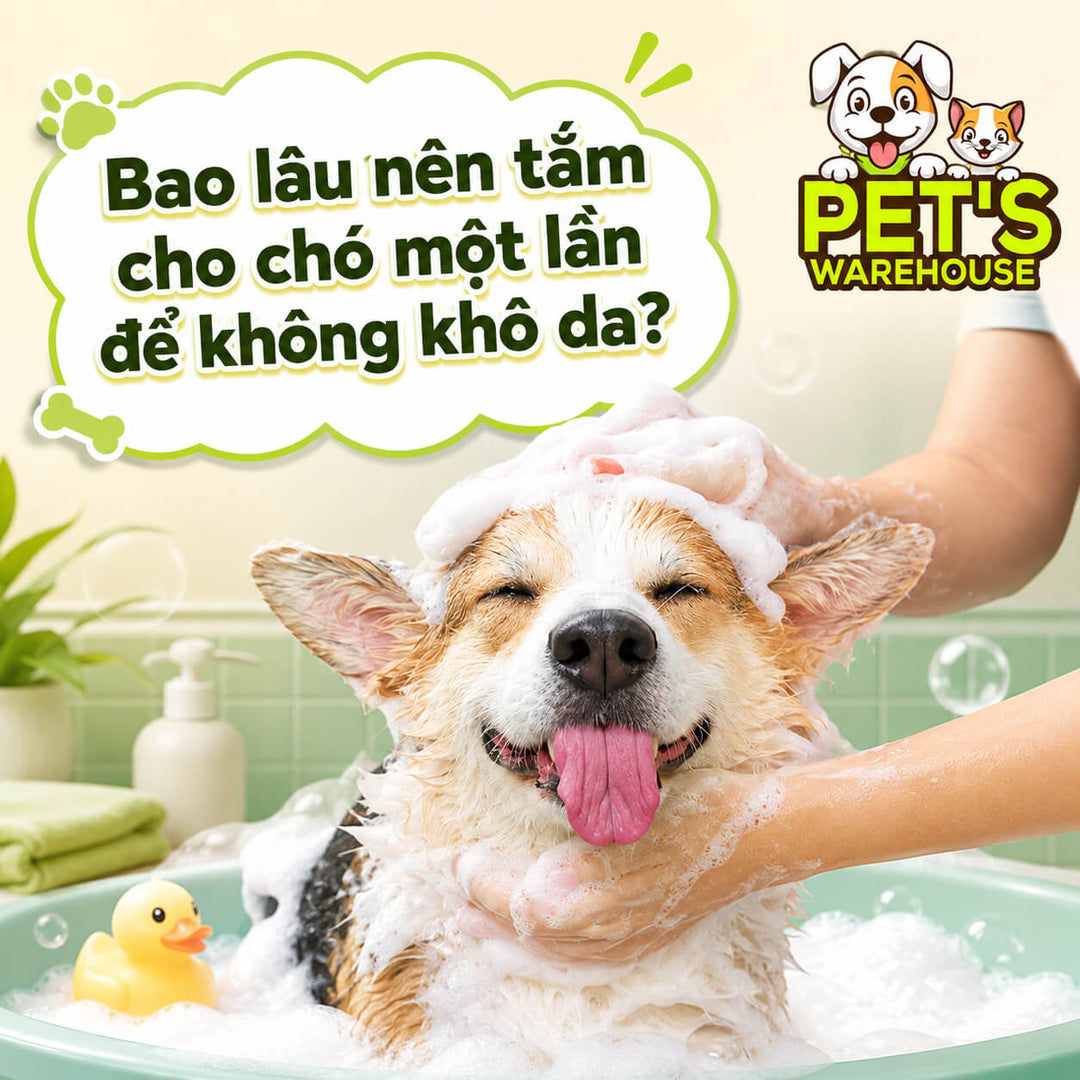 Bao lâu nên tắm cho chó một lần để không khô da?