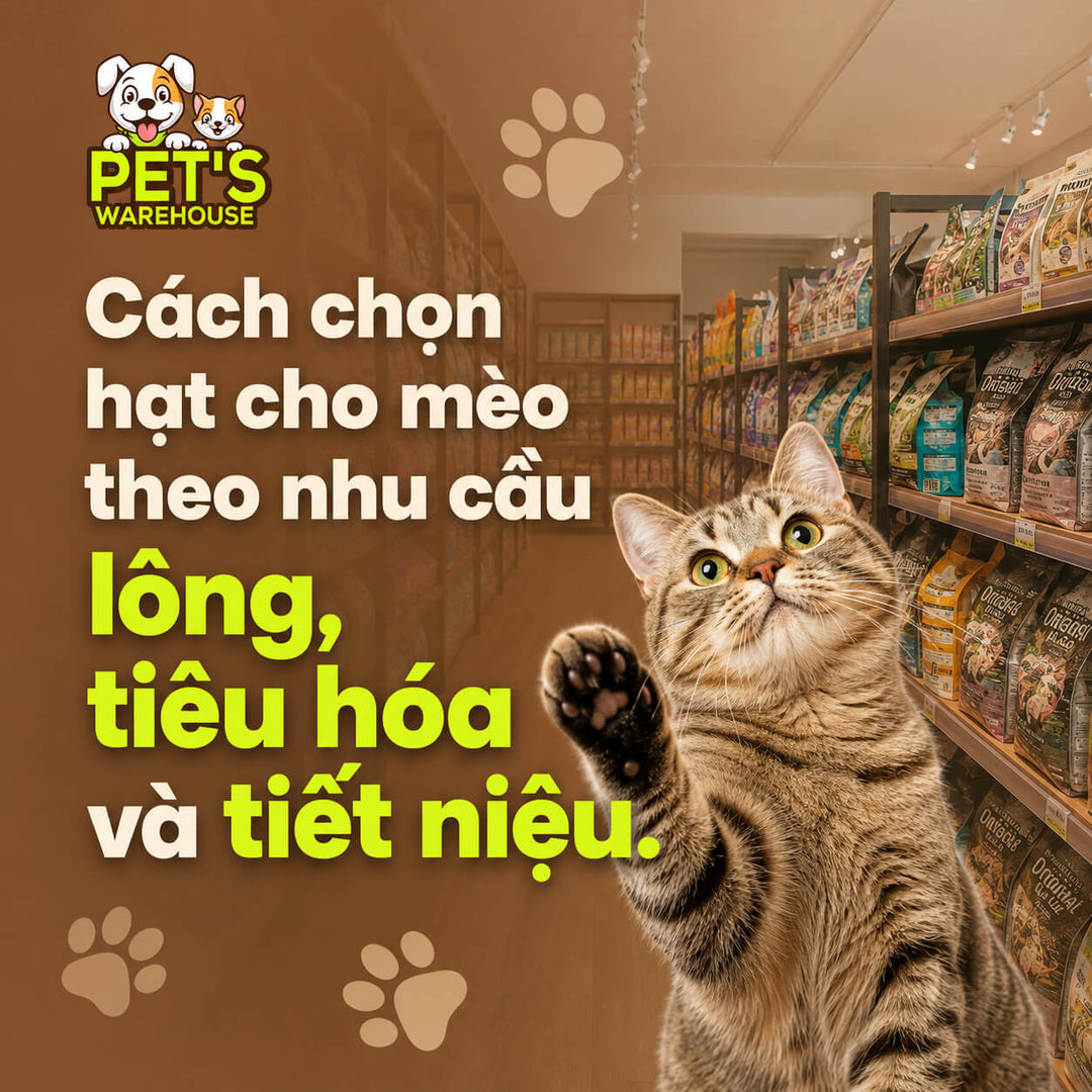 Cách chọn hạt cho mèo theo nhu cầu lông, tiêu hóa và tiết niệu