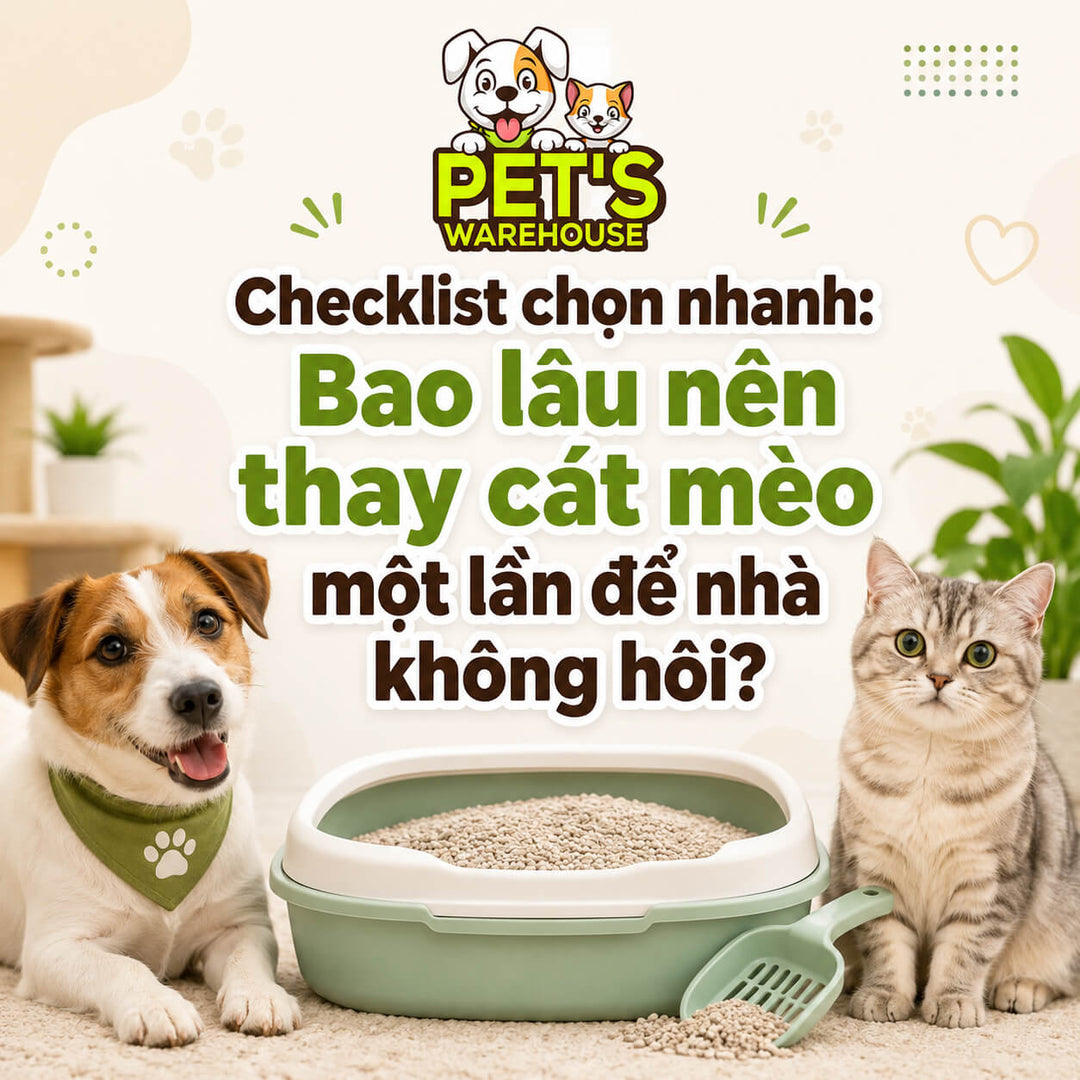 Checklist chọn nhanh: Bao lâu nên thay cát mèo một lần để nhà không hôi?