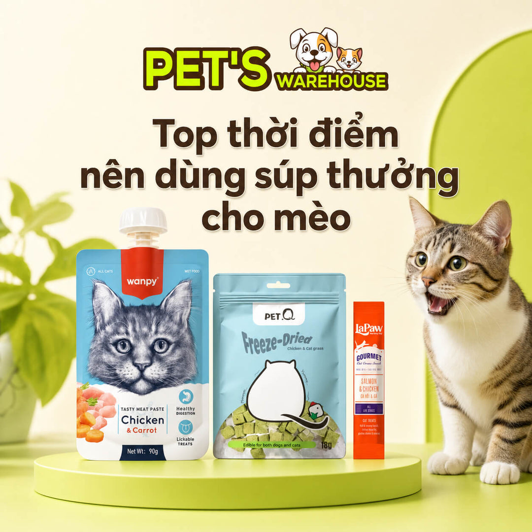 Top thời điểm nên dùng súp thưởng cho mèo