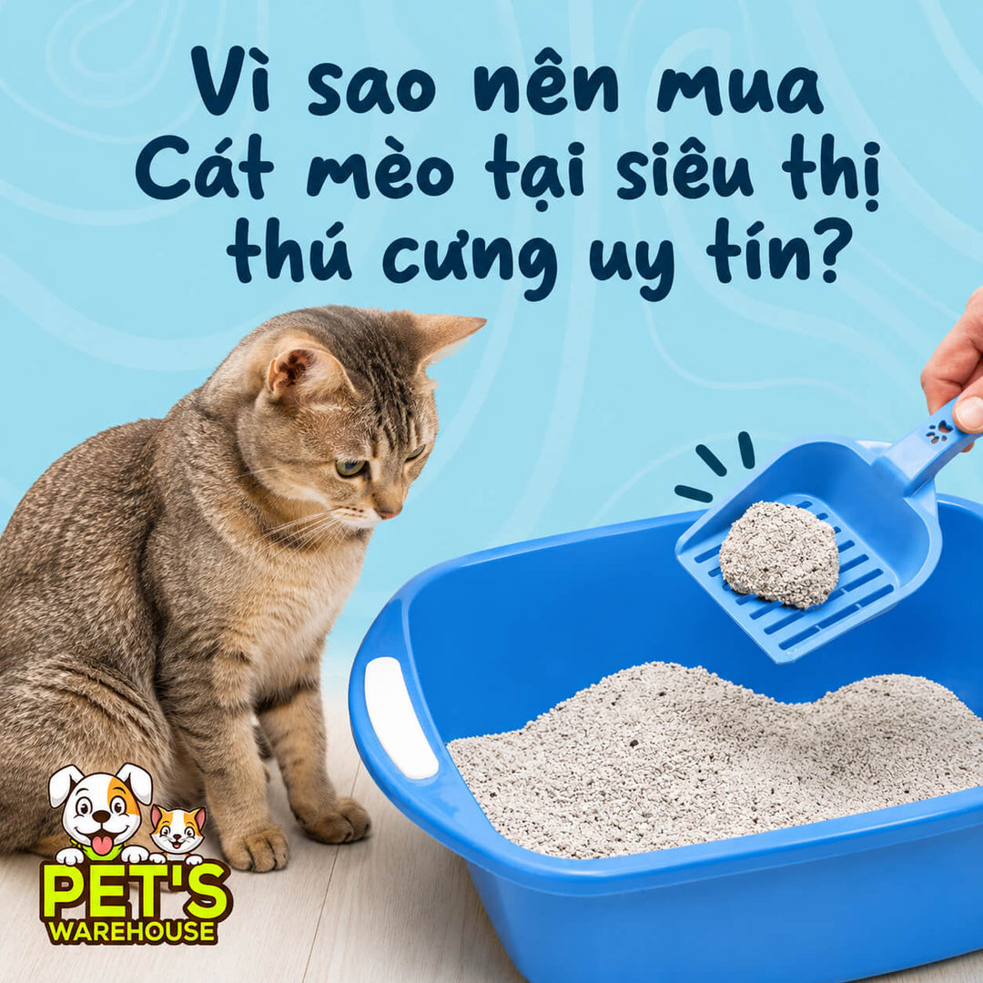 Vì sao nên mua Cát mèo tại siêu thị thú cưng uy tín?