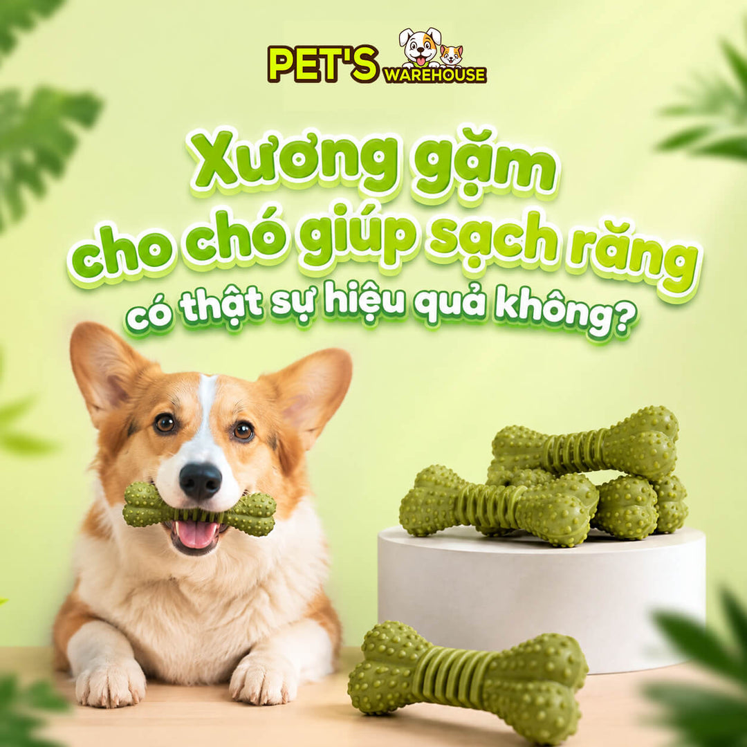 Xương gặm cho chó giúp sạch răng có thật sự hiệu quả không?