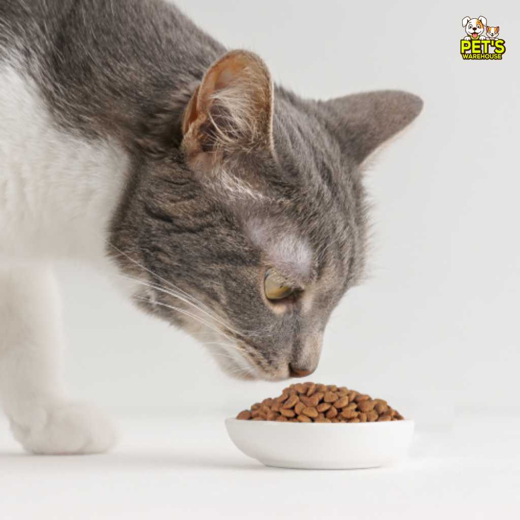 [2KG-5KG] Hạt Catsrang Mèo Mọi Lứa Tuổi