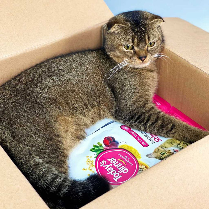 [1KG] Hạt Today's Dinner Mèo Mọi Lứa Tuổi