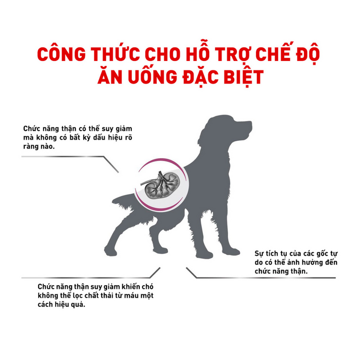 [2KG] Hạt Royal Canin Chó Renal