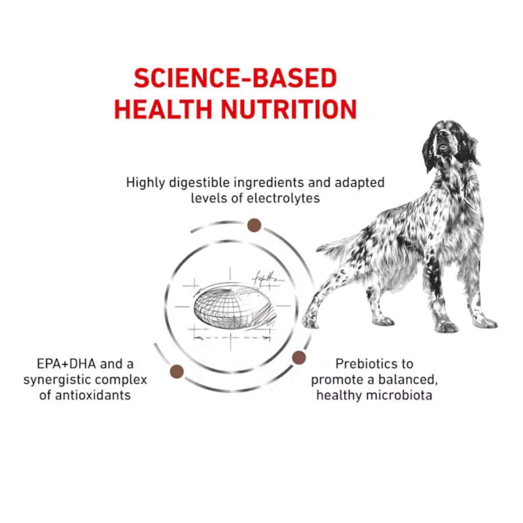[2KG] Hạt Royal Canin Chó Gastrointestinal