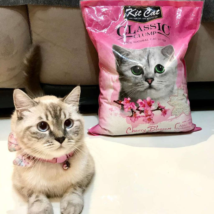 [10L] Cát Đất Sét Kit Cat Mèo