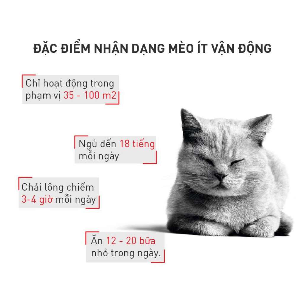 [400G - 2KG] Hạt Royal Canin Mèo Indoor