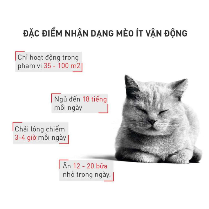 [400G - 2KG] Hạt Royal Canin Mèo Indoor