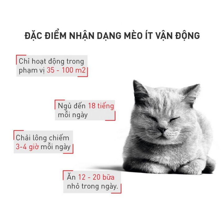 [400G - 2KG] Hạt Royal Canin Mèo Indoor