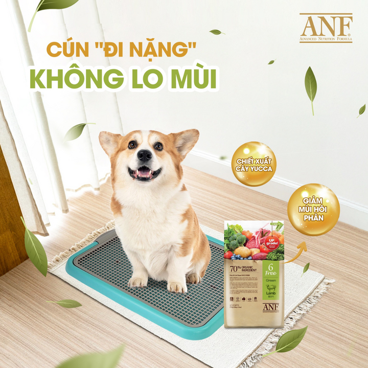 [2KG - 6KG] Hạt Anf 6Free Chó Trên 6 Tháng Tuổi