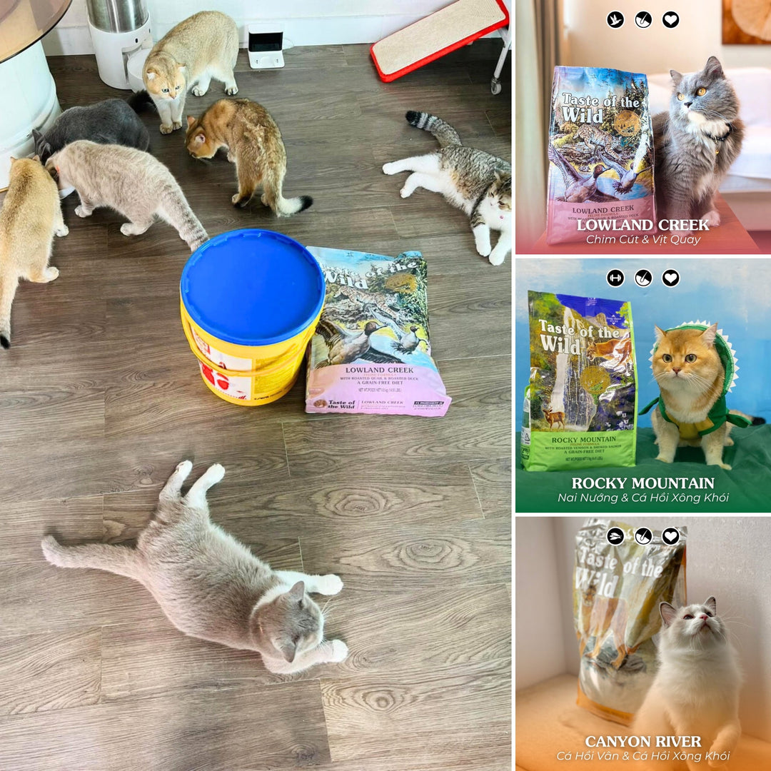 [6.6KG] Hạt Cho Mèo Taste of the Wild Các Loại, Chọn Vị Theo Nhu Cầu Boss