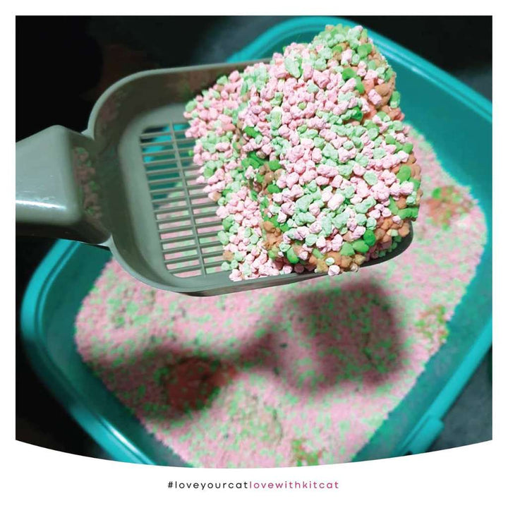 [7L] Cát Đậu Tuyết Snow Peas Kit Cat Mèo