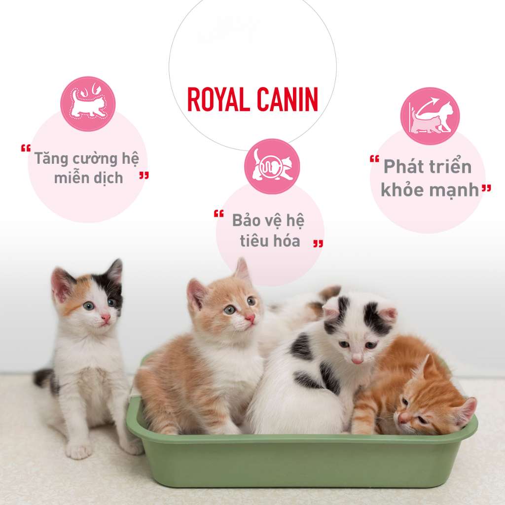 [400G - 2KG] Royal Canin Kitten