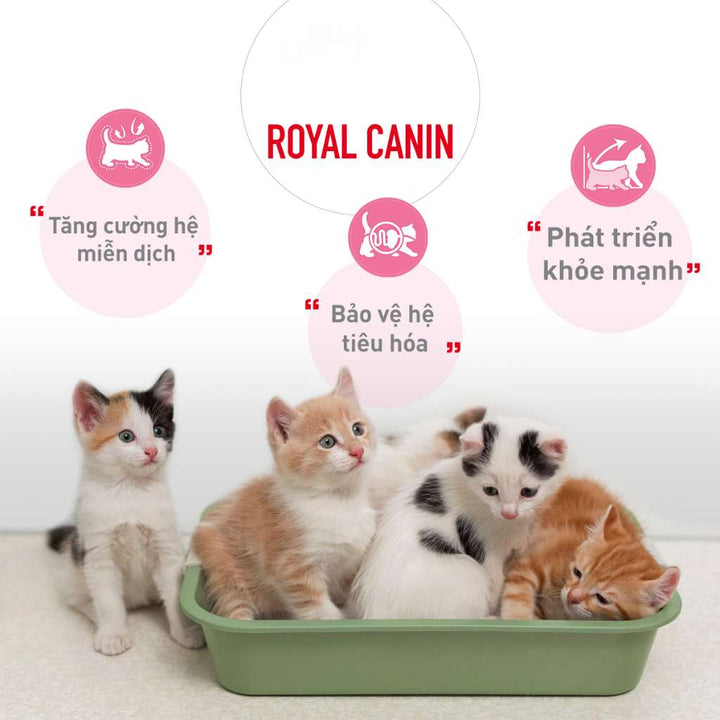 [400G - 2KG] Royal Canin Kitten