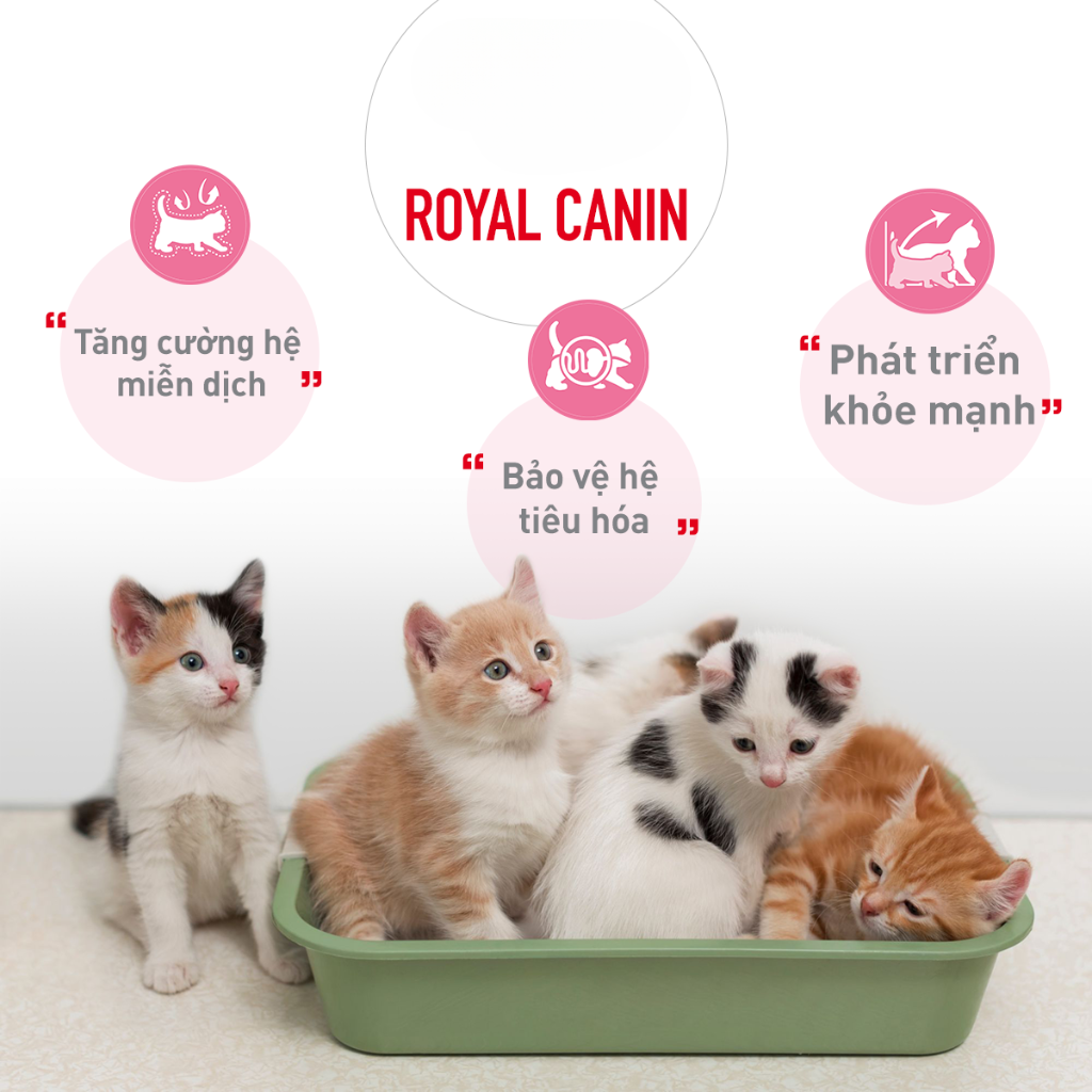 [400G - 2KG] Royal Canin Kitten