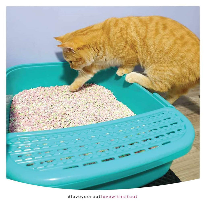 [7L] Cát Đậu Tuyết Snow Peas Kit Cat Mèo