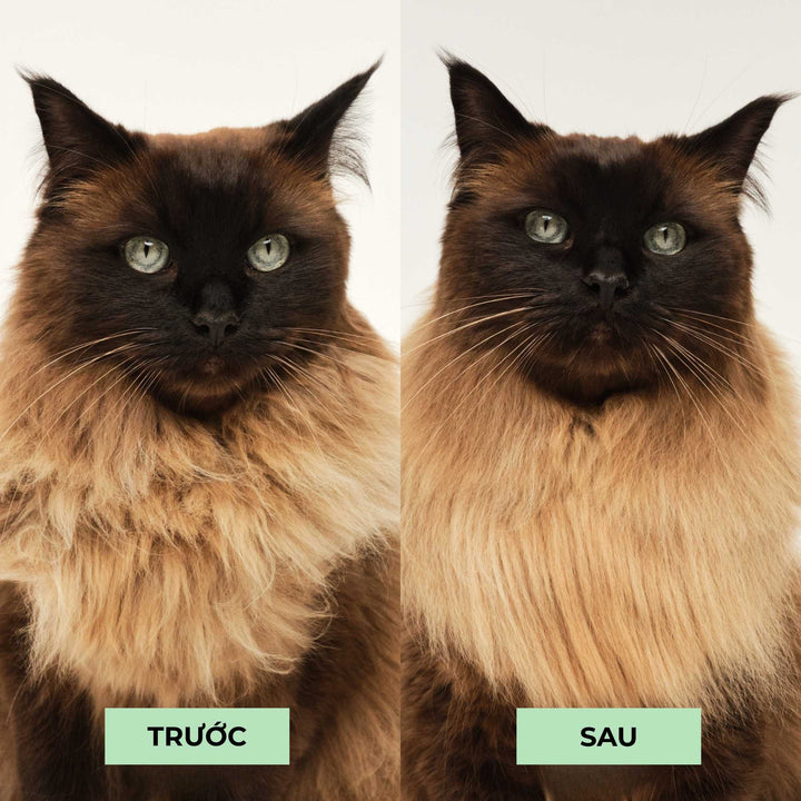 Lược gỡ rối Tangle Teezer cho mèo - Cat Teezer