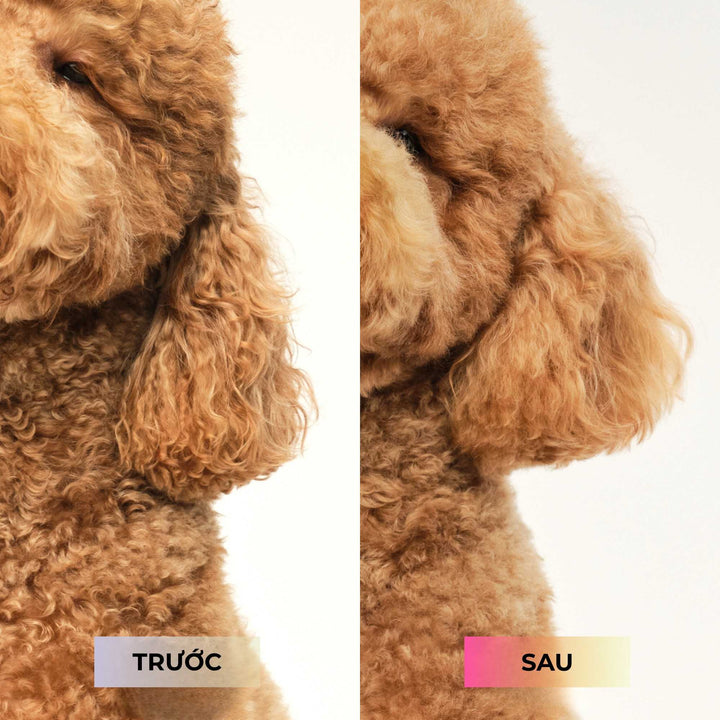 Lược gỡ rối Tangle Teezer cho chó Detangling, Gỡ rối nhanh gọn, nhẹ nhàng