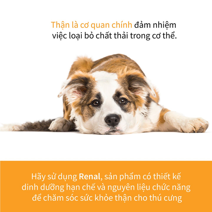 Hạt Cho Chó DR. HEALMEDIX RENAL (D/R) - HỖ TRỢ THẬN , Túi 1.5Kg